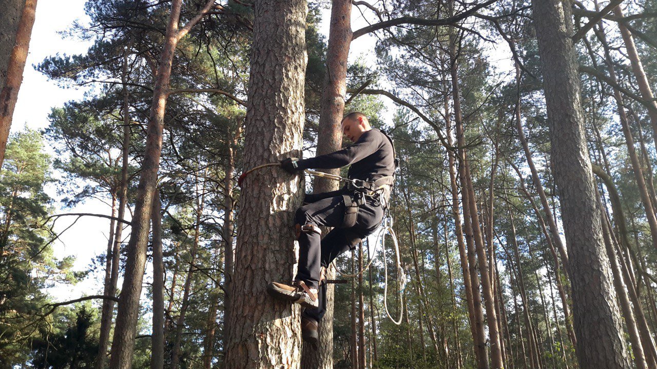 tree cutting service