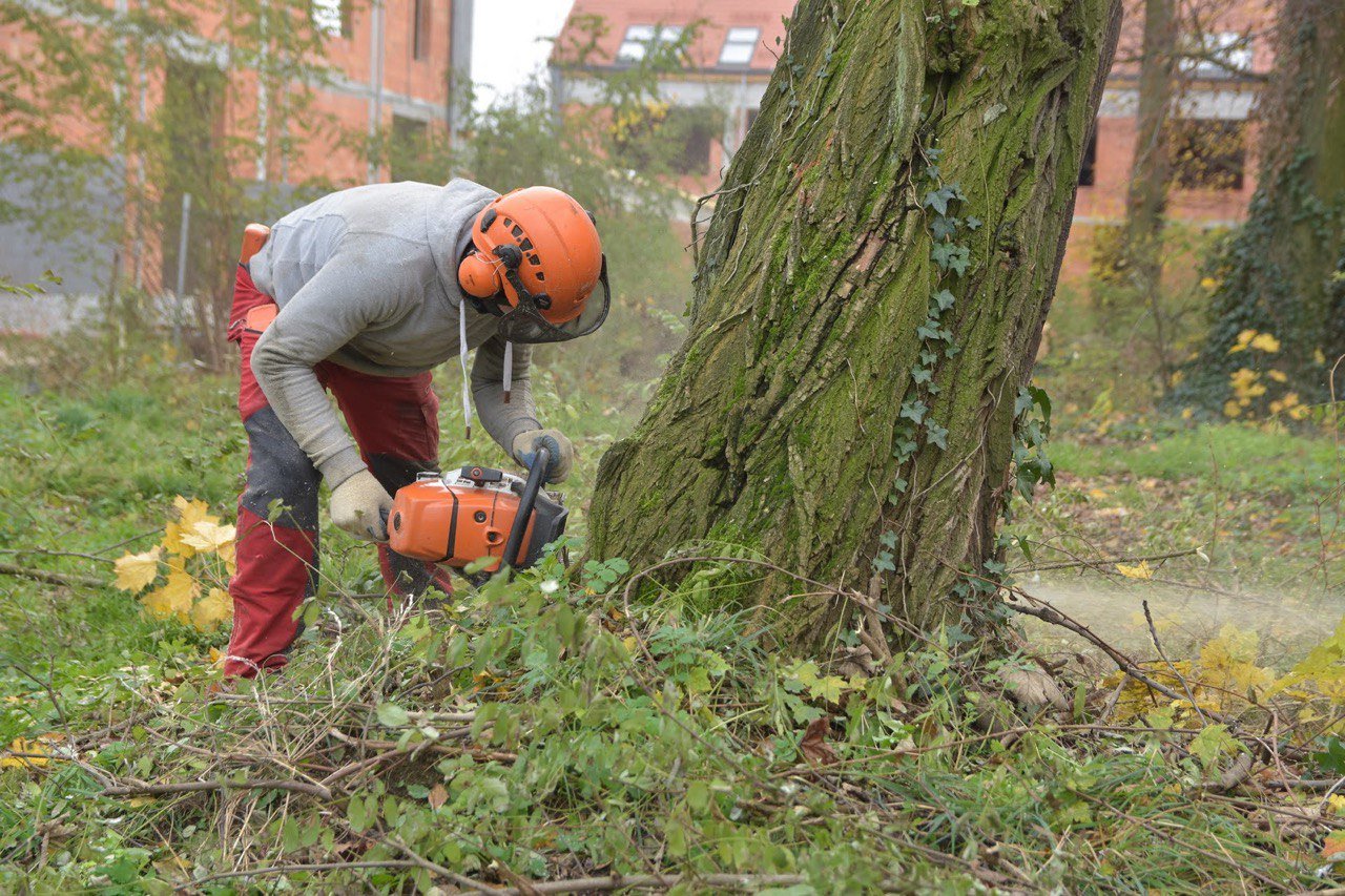 tree removal