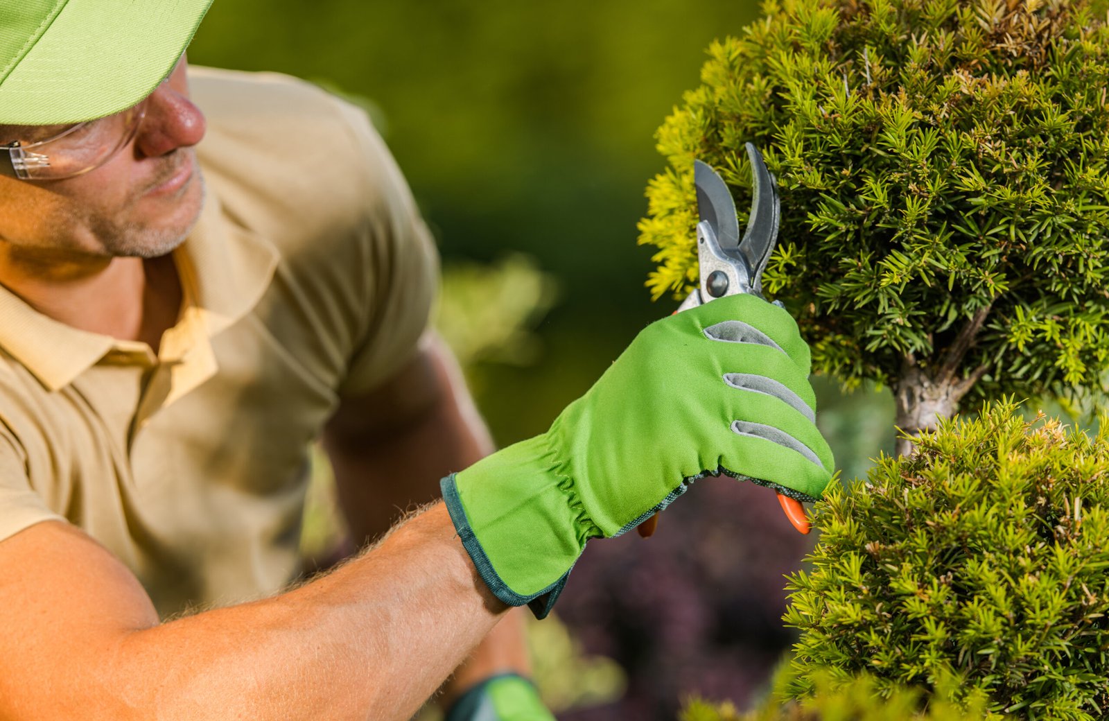 man cutting a plant