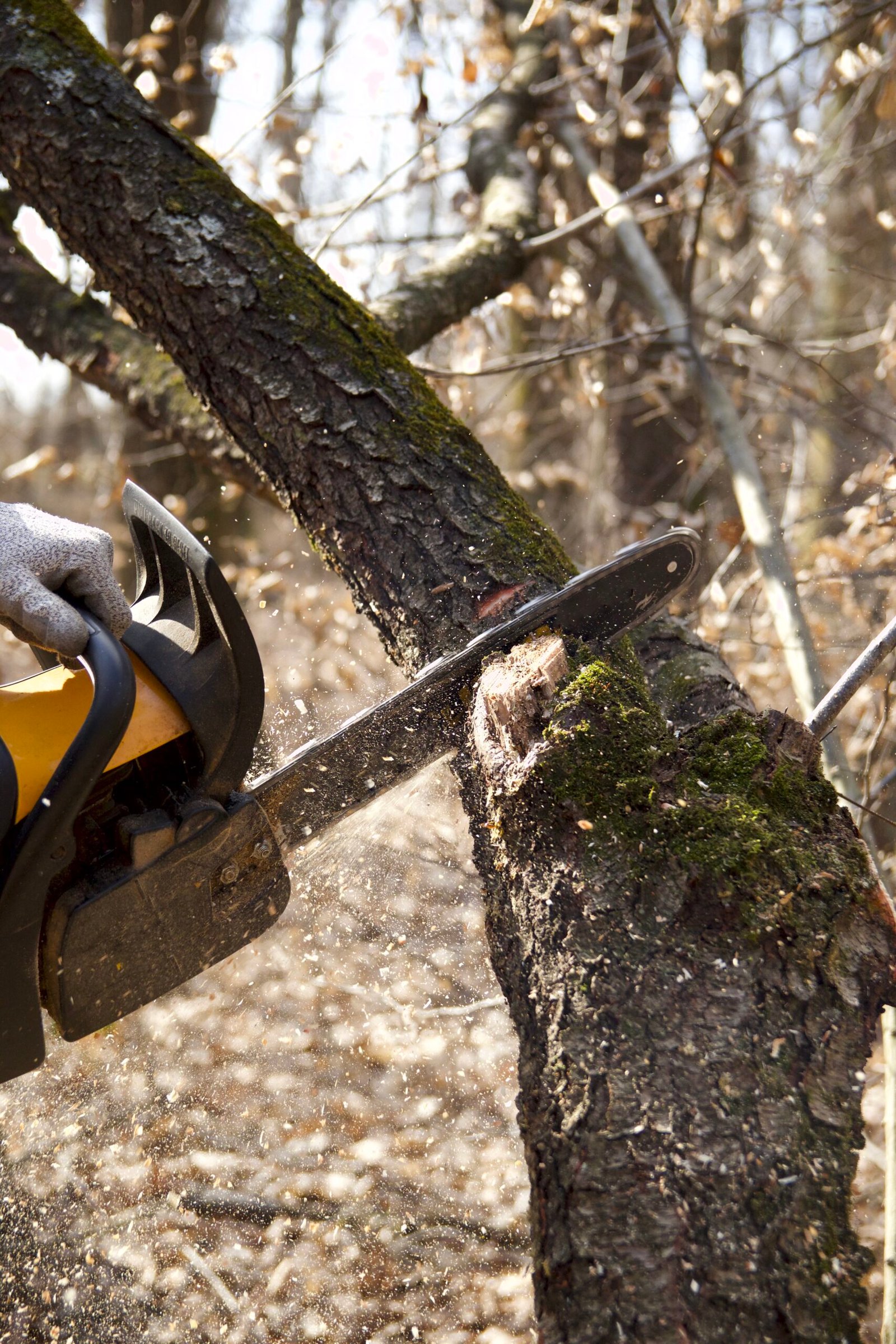 Chainsaw cutting a tree branch during trimming work