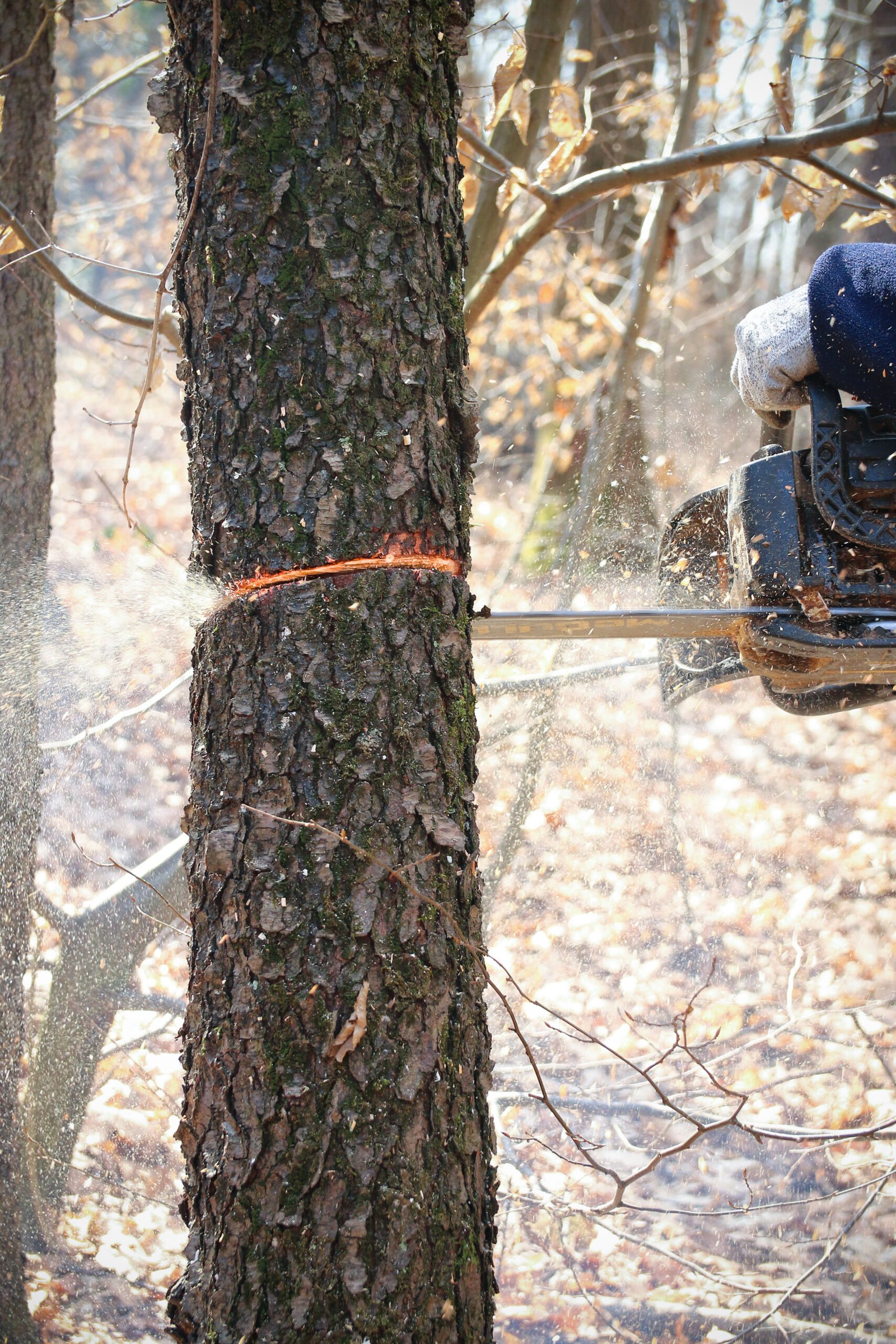 Chainsaw cutting tree trunk during removal