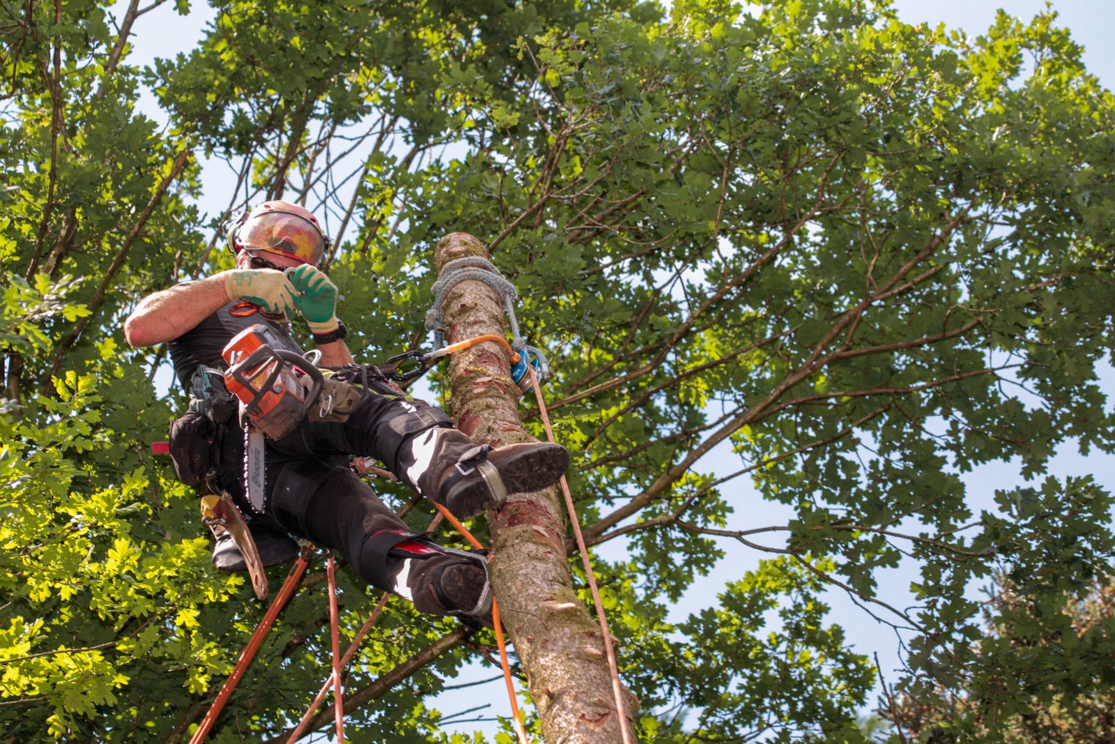 tree services