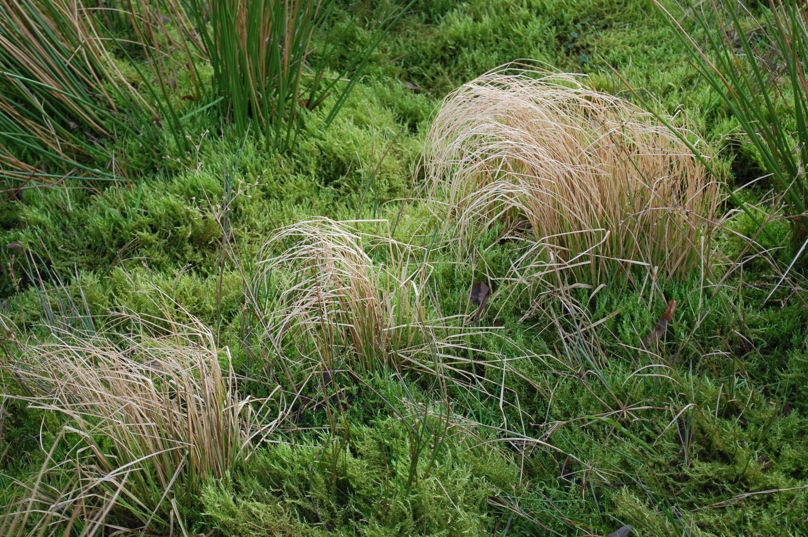 grass overgrowth control