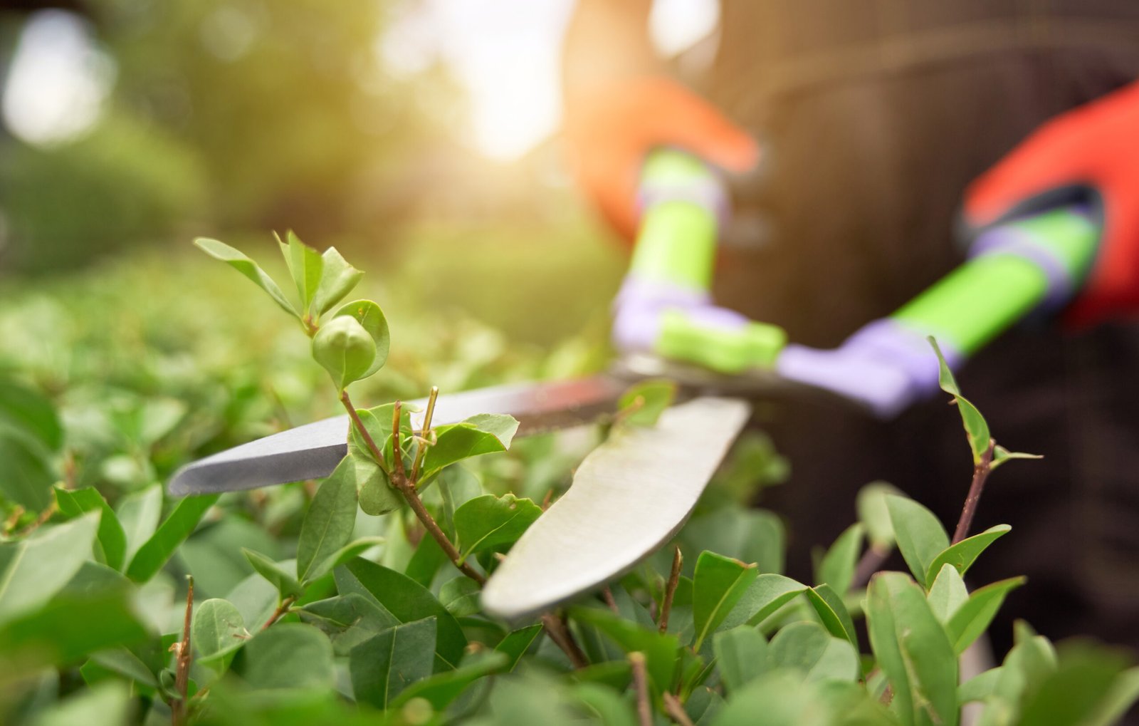 Shrub & hedge trimming