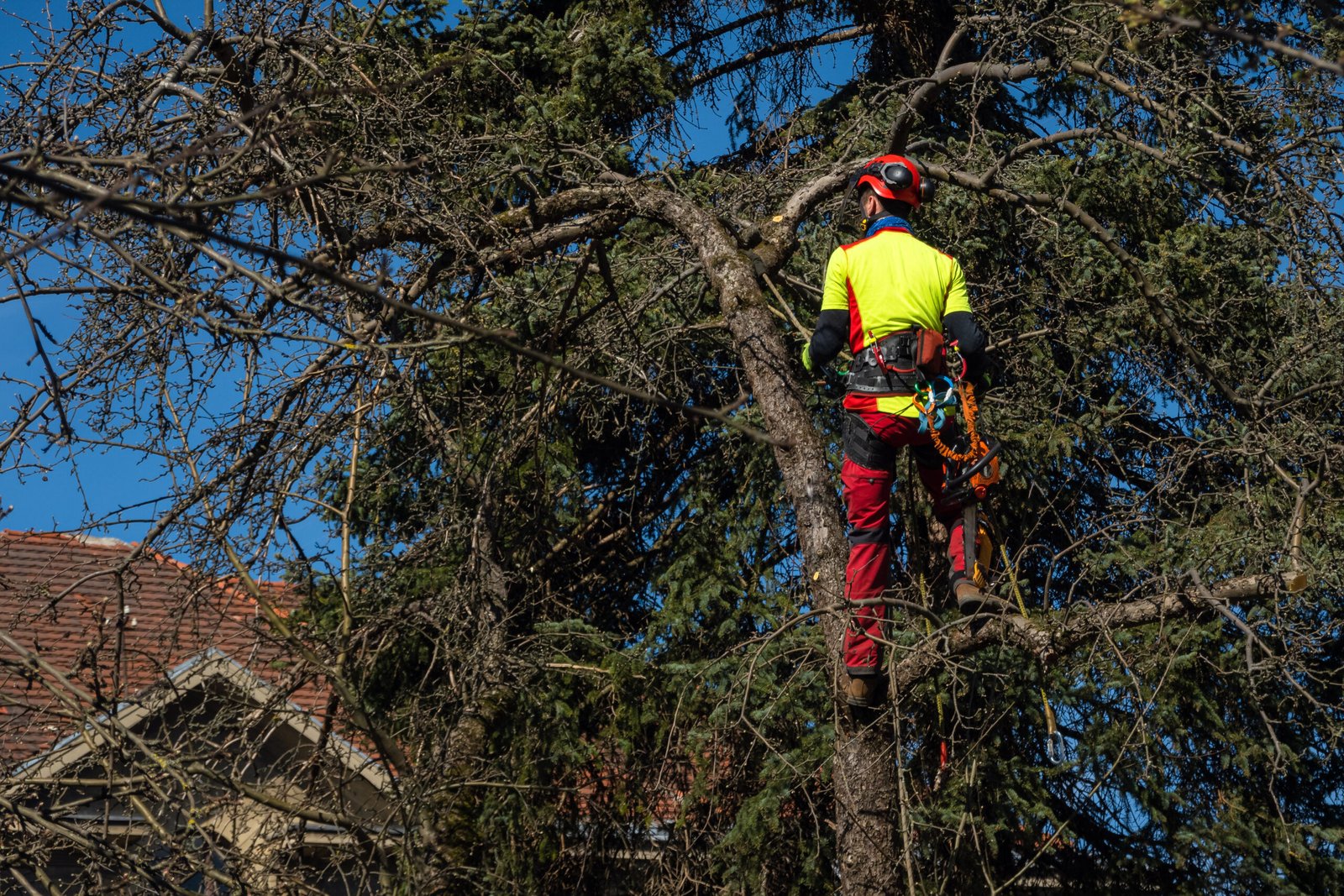 tree pruning