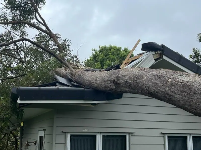 fallen tree on the house