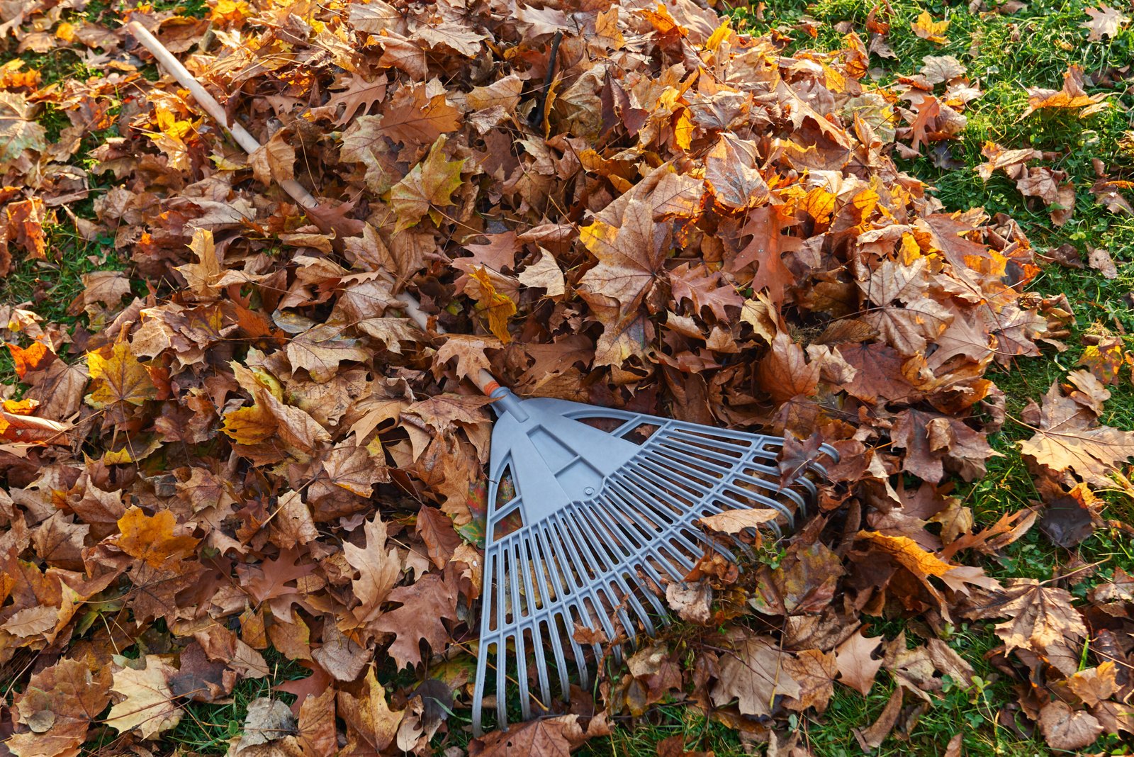 seasonal yard cleanup