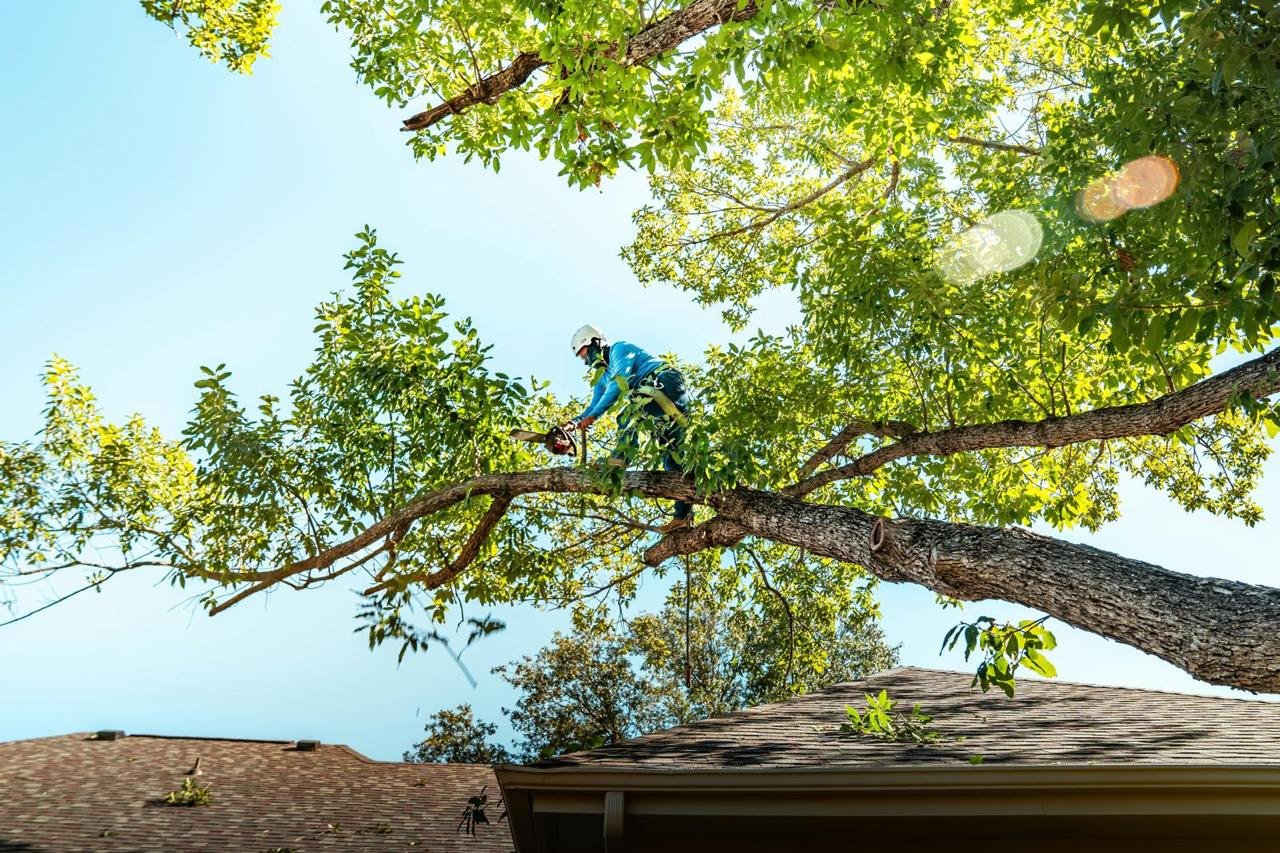 tree services